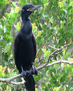 Neotropic Cormorant