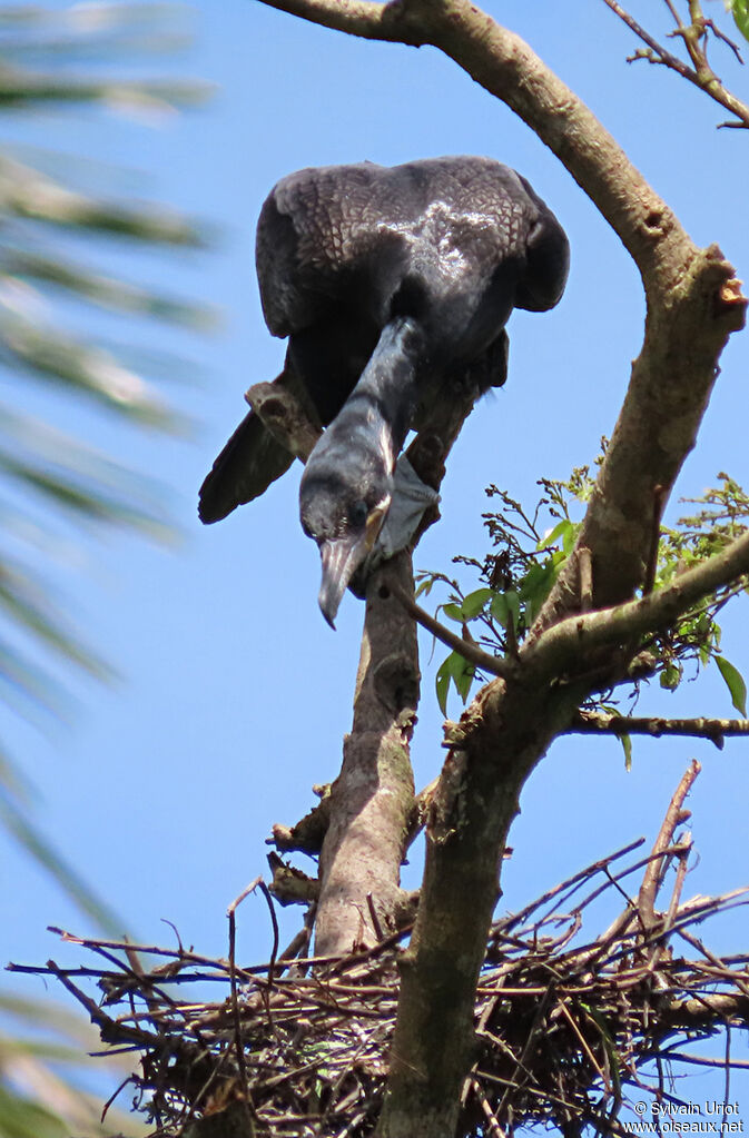 Cormoran viguaadulte, Nidification