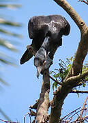 Neotropic Cormorant