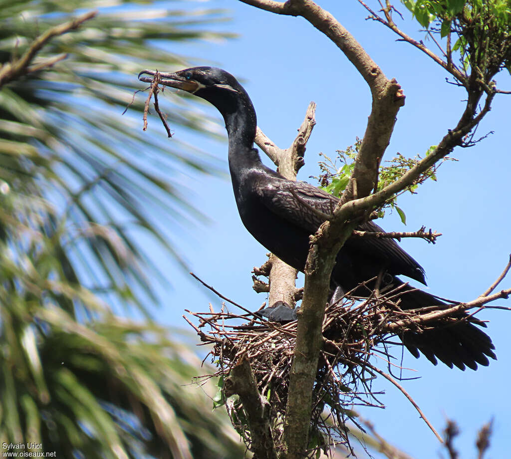 Cormoran viguaadulte, Nidification