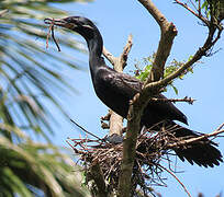 Neotropic Cormorant