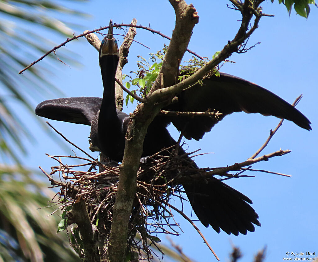 Neotropic Cormorantadult, Reproduction-nesting