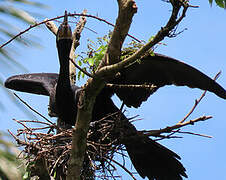 Neotropic Cormorant