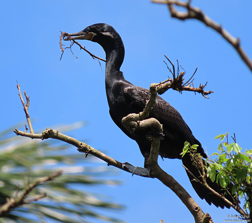 Cormoran viguaadulte, Nidification