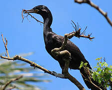 Neotropic Cormorant