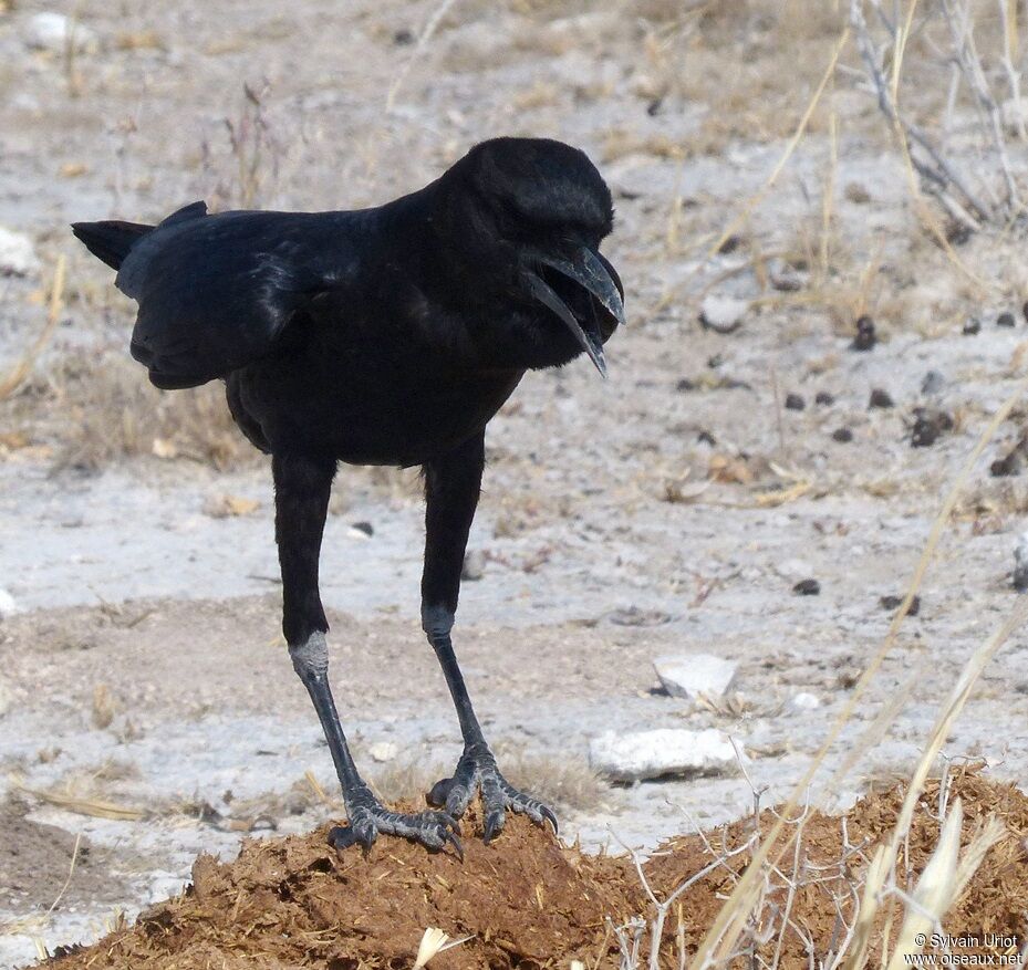 Cape Crow