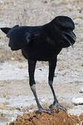 Cape Crow