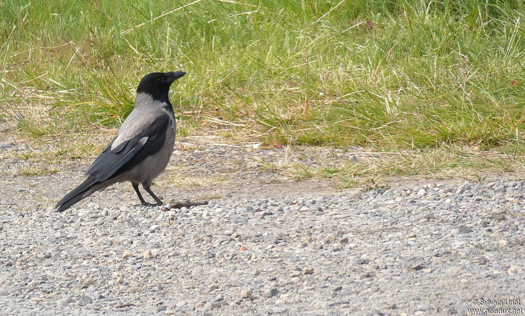 Hooded Crowadult