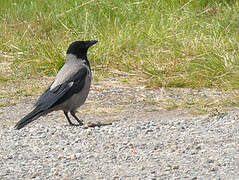 Hooded Crow