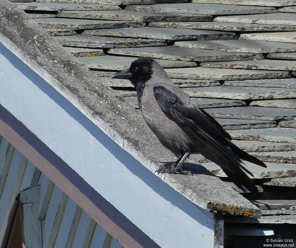 Hooded Crowadult