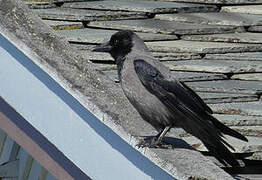 Hooded Crow