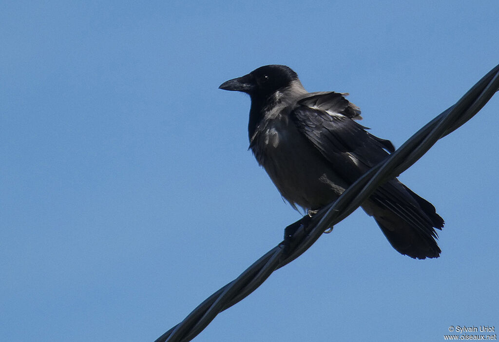 Hooded Crowadult