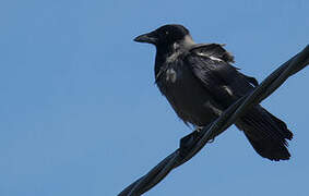 Hooded Crow