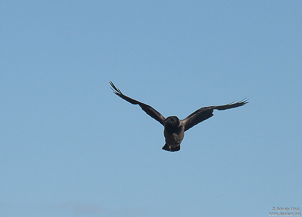 Hooded Crowadult