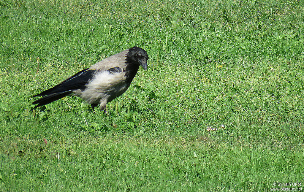 Hooded Crowadult