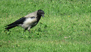 Hooded Crow