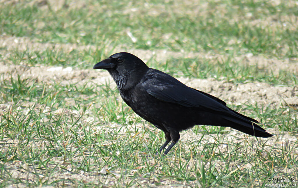 Carrion Crowadult