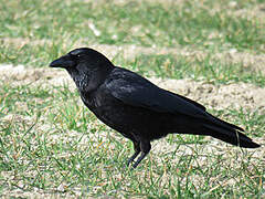 Carrion Crow