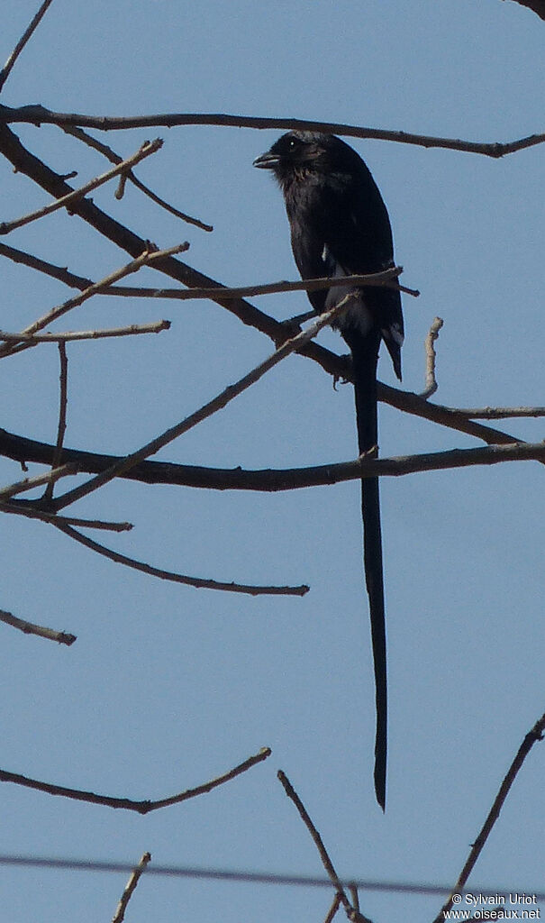 Magpie Shrike