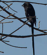 Magpie Shrike