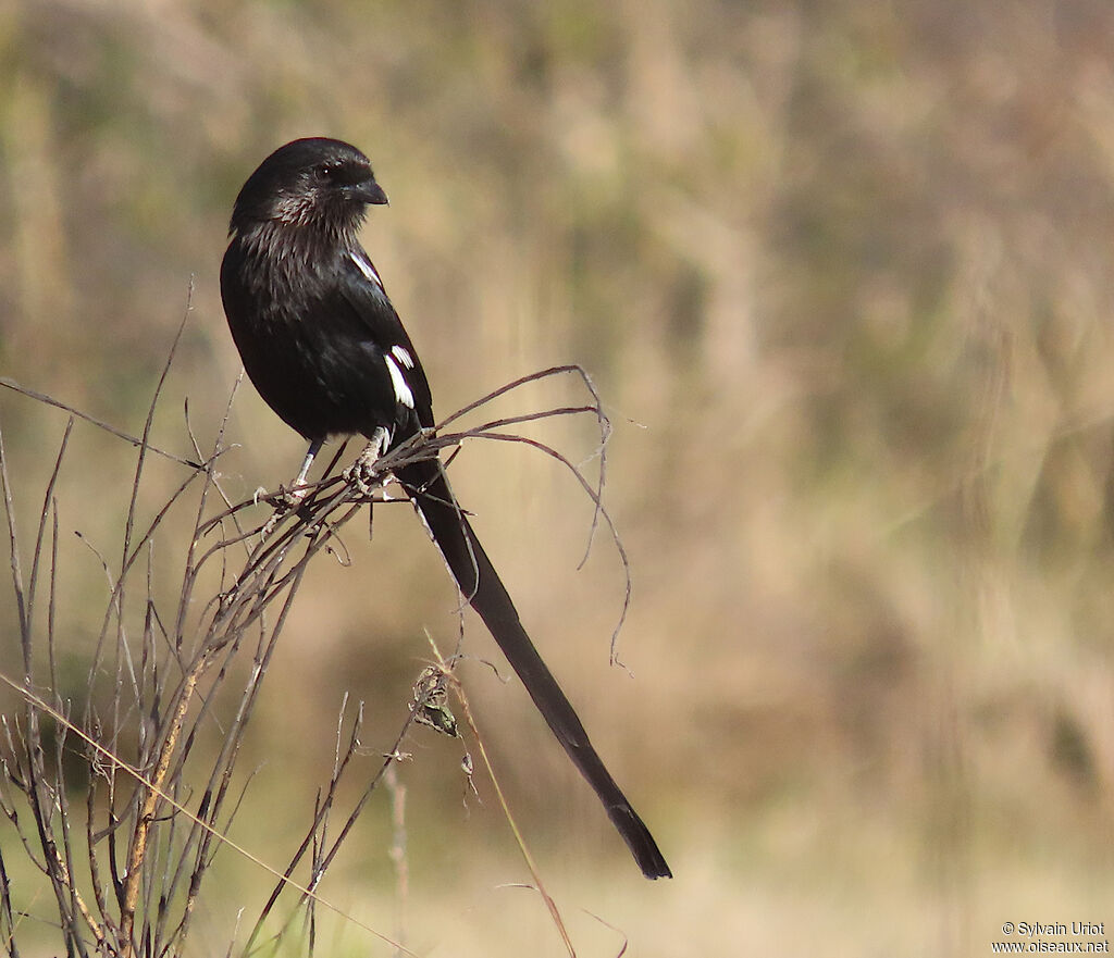 Magpie Shrikeadult