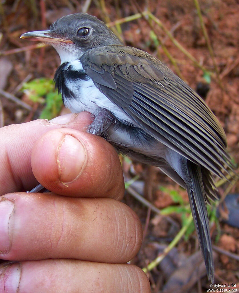 Ringed Antpipit