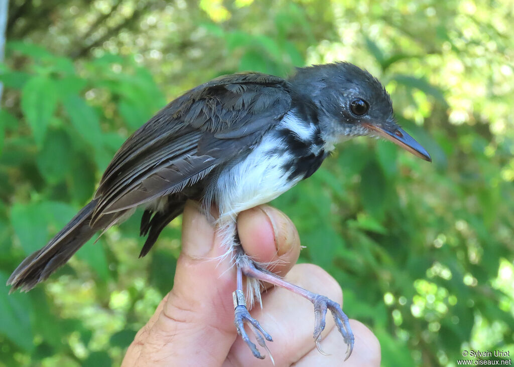 Corythopis à collieradulte