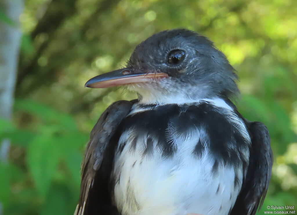 Ringed Antpipitadult