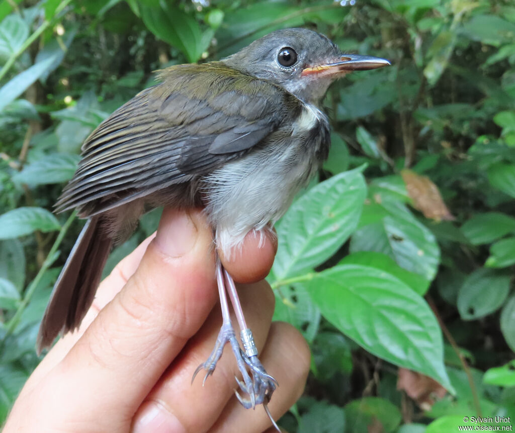 Ringed Antpipitjuvenile