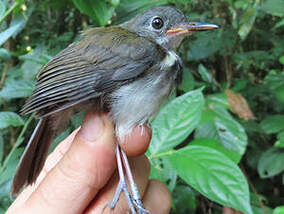 Corythopis à collier