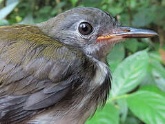 Ringed Antpipit