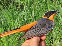 Snowy-crowned Robin-Chat