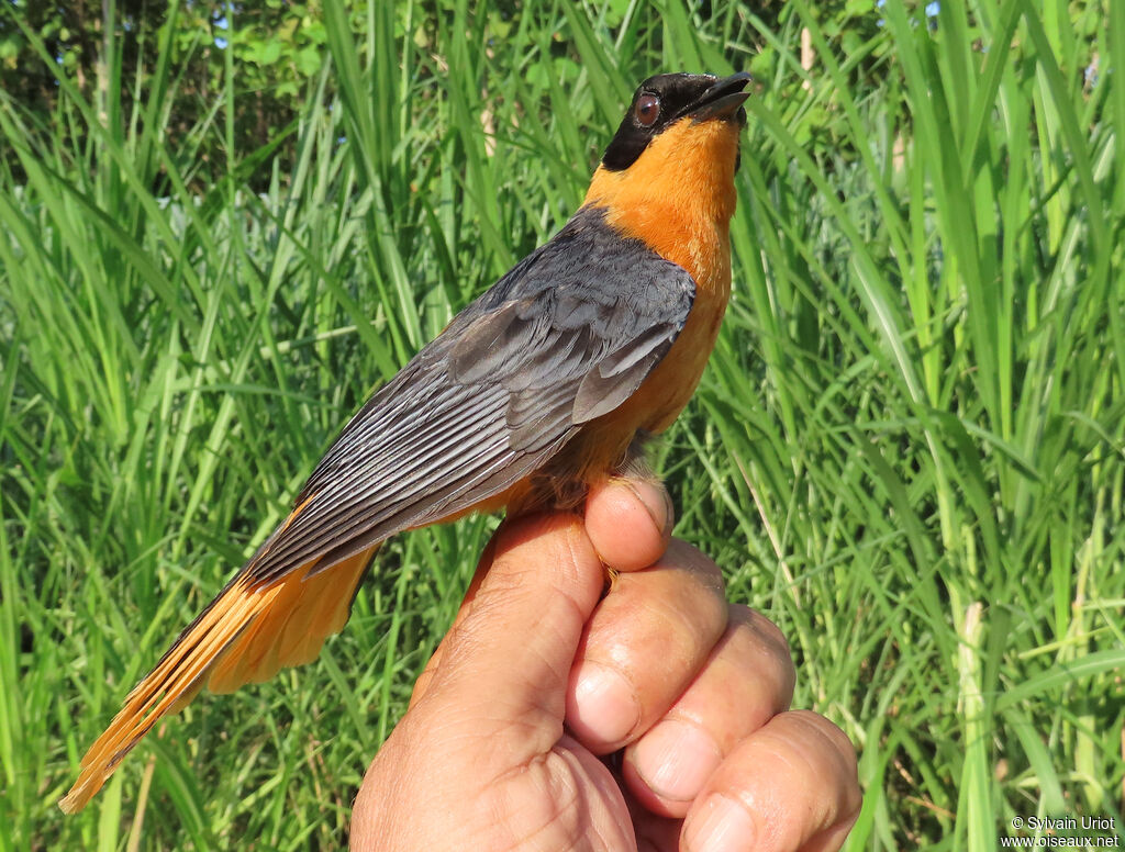 Snowy-crowned Robin-Chatadult