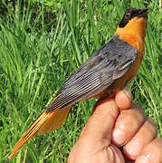 Snowy-crowned Robin-Chat