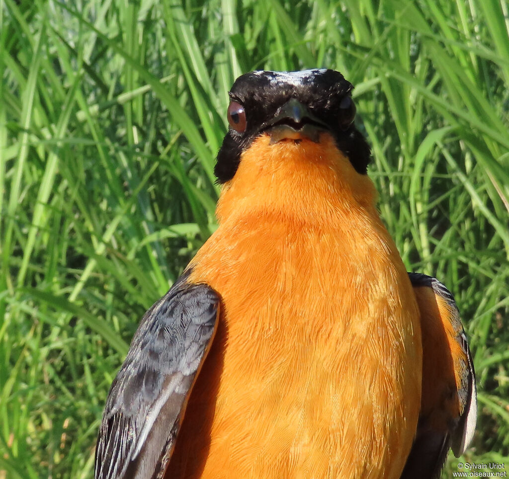 Snowy-crowned Robin-Chatadult