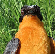 Snowy-crowned Robin-Chat