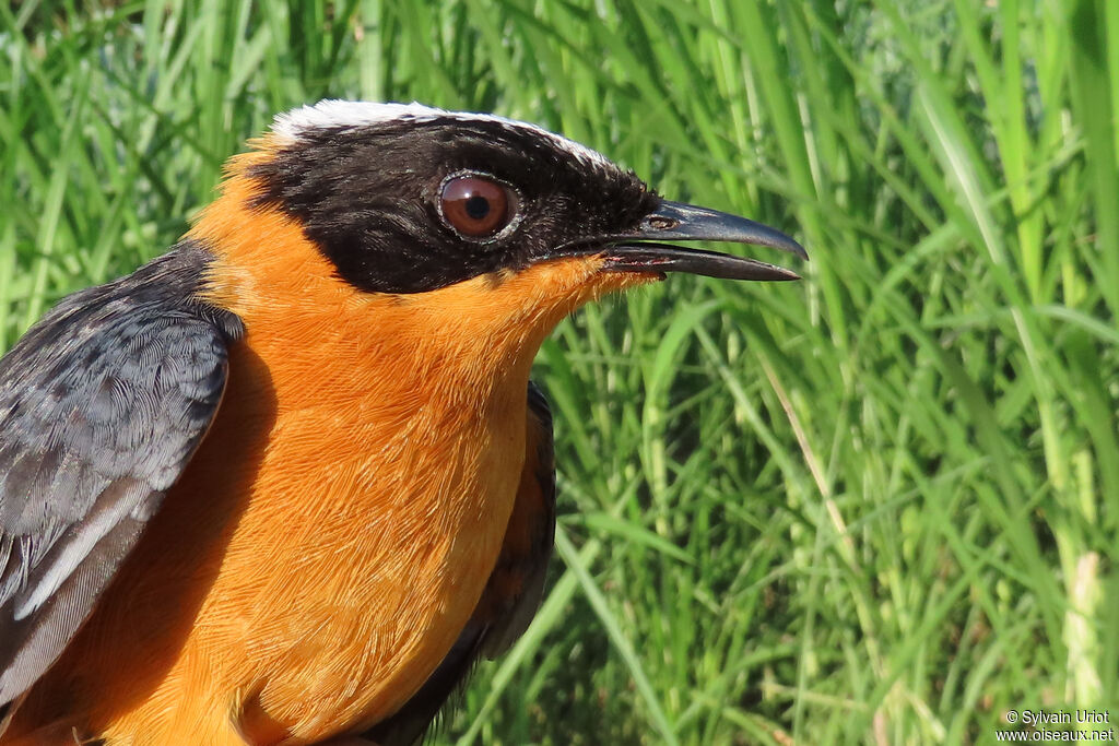 Snowy-crowned Robin-Chatadult