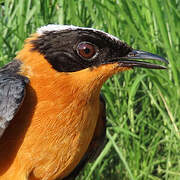 Snowy-crowned Robin-Chat