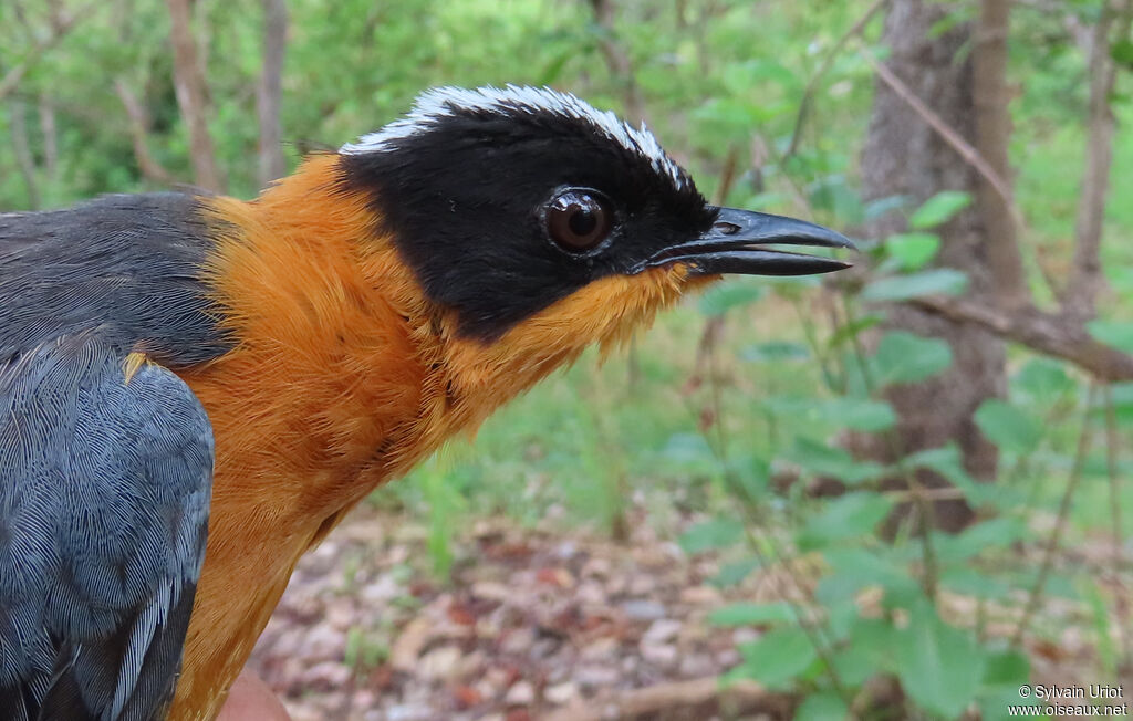 Snowy-crowned Robin-Chatadult