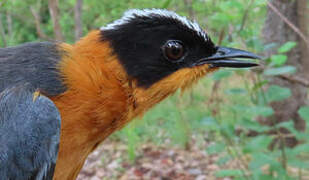 Snowy-crowned Robin-Chat