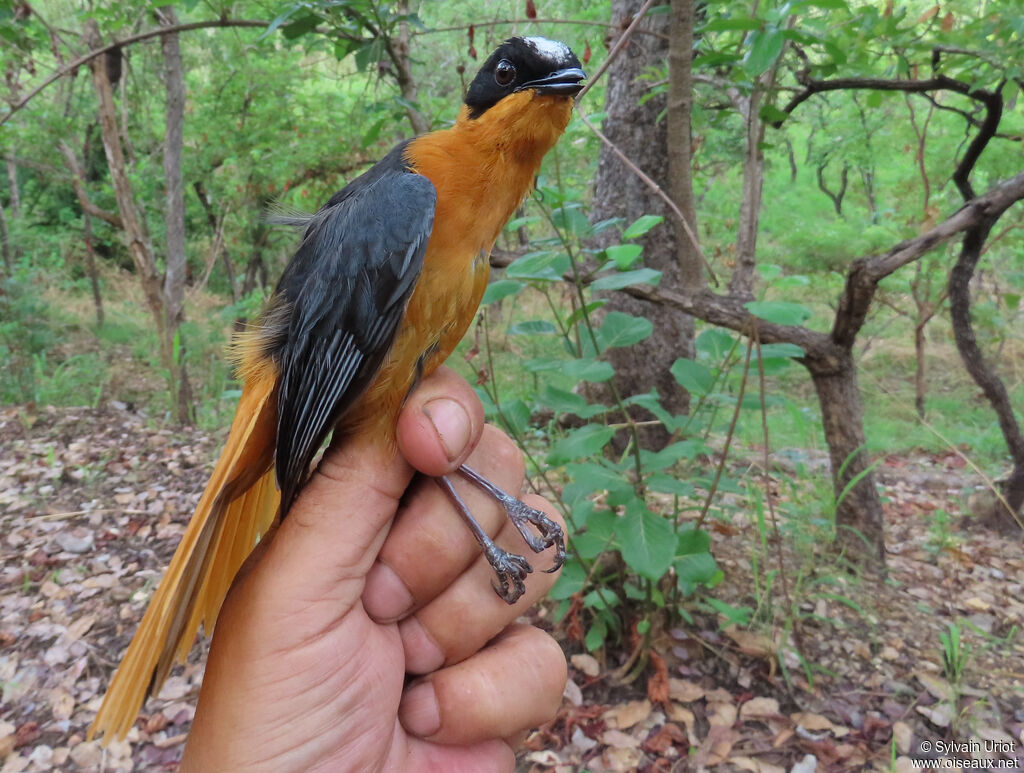 Snowy-crowned Robin-Chatadult