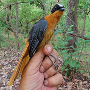Snowy-crowned Robin-Chat