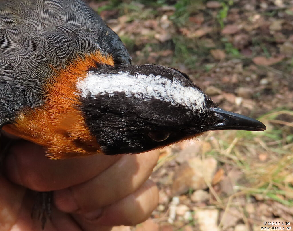 Snowy-crowned Robin-Chatadult
