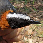 Snowy-crowned Robin-Chat