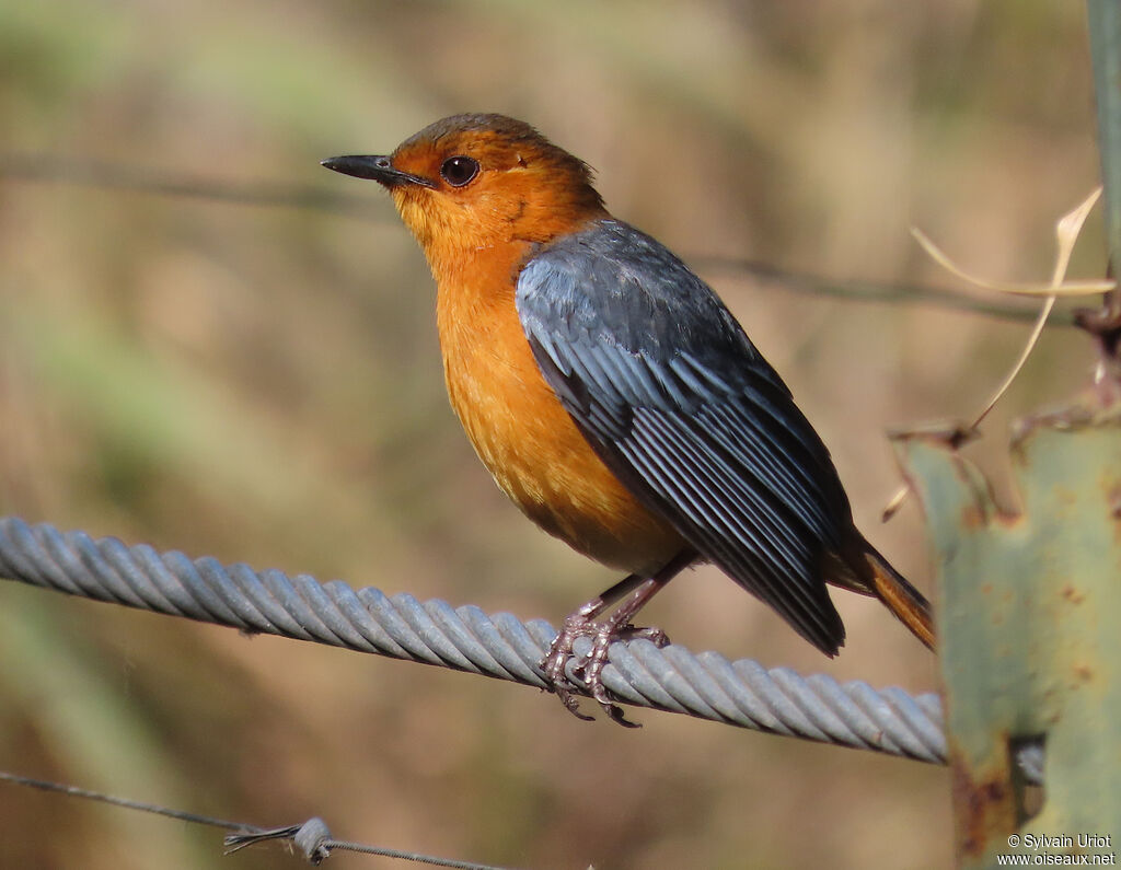 Red-capped Robin-Chatadult