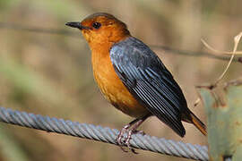 Red-capped Robin-Chat