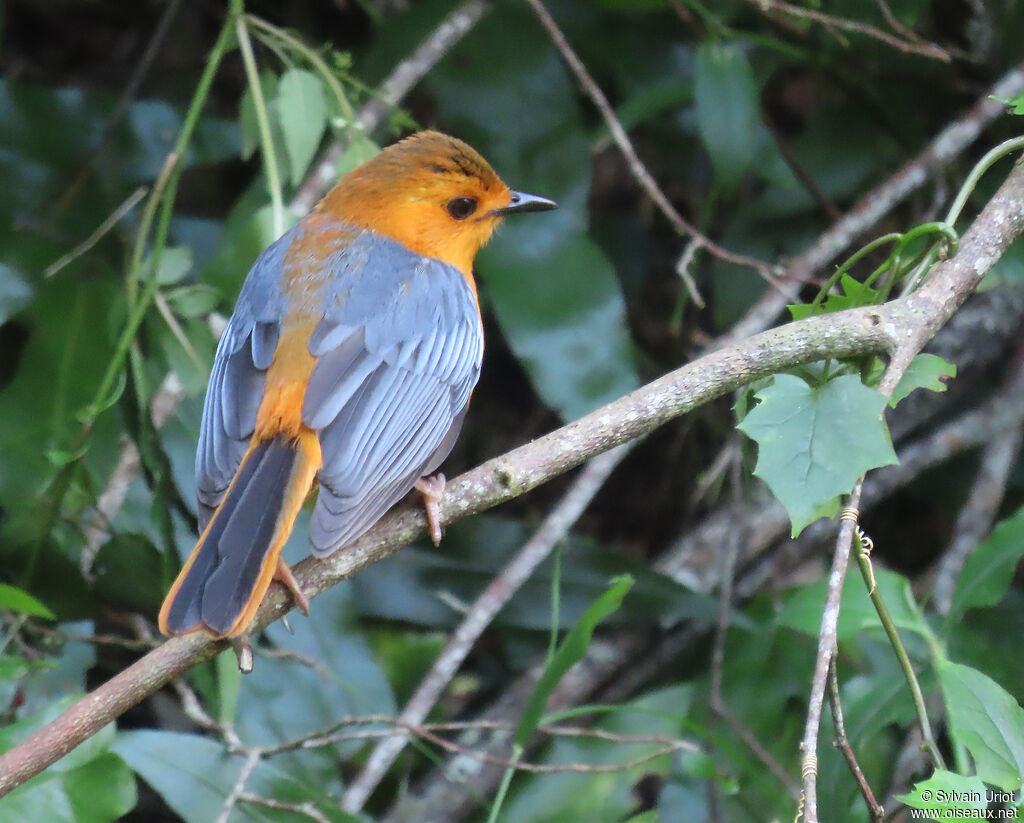 Red-capped Robin-Chatadult