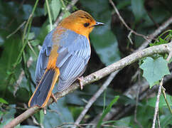 Red-capped Robin-Chat