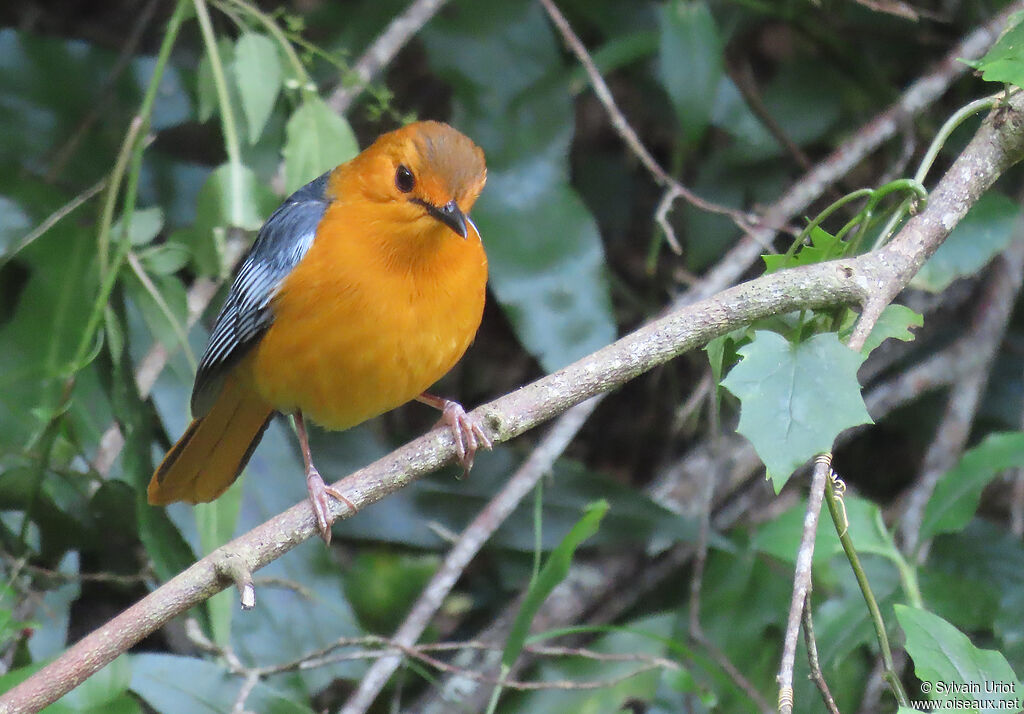 Red-capped Robin-Chatadult