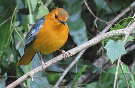 Red-capped Robin-Chat